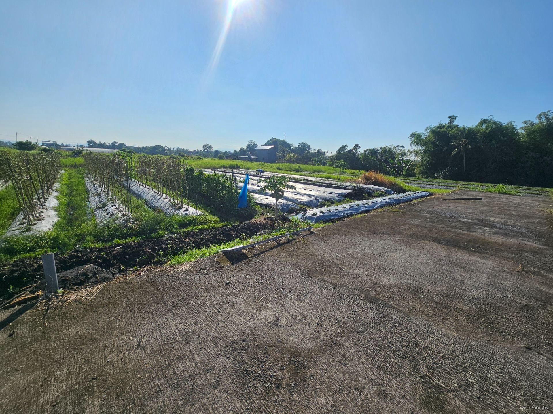 tanah kedungu tb